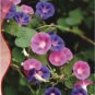 25 PCS Seeds Heavenly Mix Morning Glory Vine