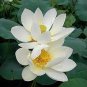1 PCS Seeds Heirloom 'Bai Xu' White Lotus (Nelumbo Nucifera)