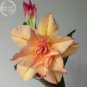 2 PCS Seeds Heirloom 'Cheng Wang' Adenium Desert rose