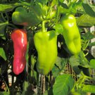 50 PCS Seeds Heirloom 'Cubanelle' Pepper Green Red Orange Sweet Pepper 50 PCS Seeds Heirloom 'Cubanelle' Pepper Green Red Orange Sweet Pepper