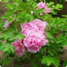 5 PCS Seeds Heirloom 'Fen Pan Tuo Jin' Pink Peony Tree