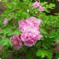 5 PCS Seeds Heirloom 'Fen Pan Tuo Jin' Pink Peony Tree