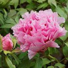 5 PCS Seeds Heirloom 'Feng Nv' Light Pink Tree Peony Flower 5 PCS Seeds Heirloom 'Feng Nv' Light Pink Tree Peony Flower