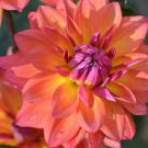 20 PCS Seeds Heirloom 'Fire Pot' Dahlia Flower