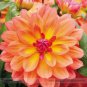 20 PCS Seeds Heirloom 'Fire Pot' Dahlia Flower