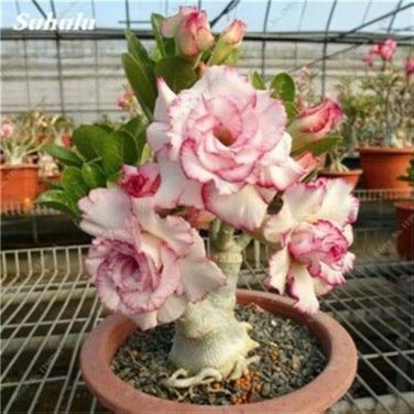2 PCS Seeds Heirloom 'Five Stars' Double Adenium Desert Rose