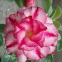2 PCS Seeds Heirloom 'Five Stars' Double Adenium Desert Rose