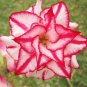 2 PCS Seeds Heirloom 'Five Stars' Double Adenium Desert Rose