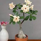 2 PCS Seeds Heirloom 'Ge Linhua' Desert Rose Yellow Adenium Bonsai 2 PCS Seeds Heirloom 'Ge Linhua' Desert Rose Yellow Adenium Bonsai