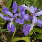 20 PCS Seeds Heirloom 'Hailona' Iris Tectorum Flower