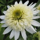 100 PCS Seeds Heirloom 'Honeydew Cluster' Green Echinacea 100 PCS Seeds Heirloom 'Honeydew Cluster' Green Echinacea
