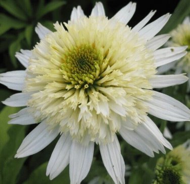 100 PCS Seeds Heirloom 'Honeydew Cluster' Green Echinacea