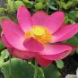 1 PCS Seeds Heirloom 'Hong Guniang' Red Lotus
