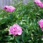 5 PCS Seeds Heirloom 'Hong Hui' Red Peony Shrub Perennial Flower