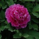 5 PCS Seeds Heirloom 'Hong Yu Lou' Red Peony Shrub Flower