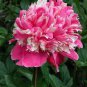 5 PCS Seeds Heirloom 'Hong Yu Lou' Red Peony Shrub Flower