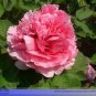 5 PCS Seeds Heirloom 'Hong Yu Lou' Red Peony Shrub Flower
