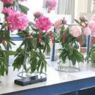 5 PCS Seeds Heirloom 'Hua Wang' White Pink Black Peony Plant 5 PCS Seeds Heirloom 'Hua Wang' White Pink Black Peony Plant