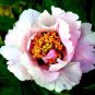 5 PCS Seeds Heirloom 'Hua Wang' White Pink Black Peony Plant