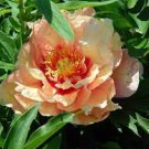 5 PCS Seeds Heirloom 'Huang Jin Cui' Golden Red Peony Plant 5 PCS Seeds Heirloom 'Huang Jin Cui' Golden Red Peony Plant