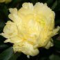5 PCS Seeds Heirloom 'Huang Jin Cui' Golden Red Peony Plant