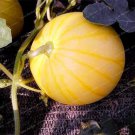 1000 PCS Seeds Heirloom 'Huang Pi Qiu' Yellow Skin Red Seedless Watermelon
