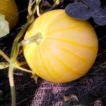 1000 PCS Seeds Heirloom 'Huang Pi Qiu' Yellow Skin Red Seedless Watermelon