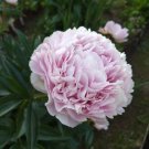 5 PCS Seeds Heirloom 'Jin Guang San Hui' Pink Chinese Peony Flower Root
