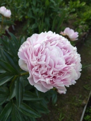 5 PCS Seeds Heirloom 'Jin Guang San Hui' Pink Chinese Peony Flower Root