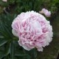 5 PCS Seeds Heirloom 'Jin Guang San Hui' Pink Chinese Peony Flower Root