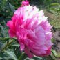 5 PCS Seeds Heirloom 'Jin Guang San Hui' Pink Chinese Peony Flower Root