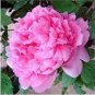 5 PCS Seeds Heirloom 'Jin Guang San Hui' Pink Chinese Peony Flower Root