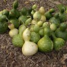 8 PCS Seeds Heirloom 'Jindi' Small Ornamental Gourd
