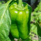 300 PCS Seeds Heirloom 'Jinke' Long Giant Ox Horn Sweet Pepper