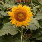 15 PCS Seeds Heirloom 'Jubilance' Yellow Golden Ornamental Sunflower