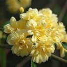 100 PCS Seeds Heirloom 'Lady Banks' Yellow Climbing Rose Flower