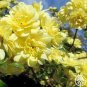 100 PCS Seeds Heirloom 'Lady Banks' Yellow Climbing Rose Flower