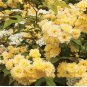 100 PCS Seeds Heirloom 'Lady Banks' Yellow Climbing Rose Flower