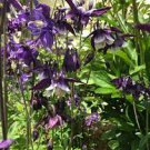 50 PCS Seeds Heirloom 'lantern' Brown Orange Aquilegia Columbine 50 PCS Seeds Heirloom 'lantern' Brown Orange Aquilegia Columbine