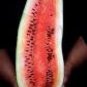 70 PCS Seeds Heirloom 'Lifeng' Black Skin Red Watermelon