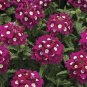 50 PCS Seeds Heirloom 'Luo Han' Dark Red Verbena with White Heart Flower