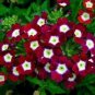 50 PCS Seeds Heirloom 'Luo Han' Dark Red Verbena with White Heart Flower
