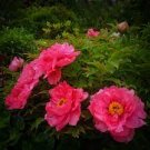 5 PCS Seeds Heirloom 'Ni Hong Huan Cai' Red Golden Rare Peony Plant Flower