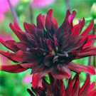 20 PCS Seeds Heirloom 'Nuit d'Ete' Dark Red Dahlia Perennial Flower 20 PCS Seeds Heirloom 'Nuit d'Ete' Dark Red Dahlia Perennial Flower