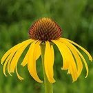 100 PCS Seeds Heirloom 'Paradoxa' Yellow Spider Echinacea purpurea
