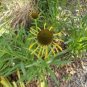100 PCS Seeds Heirloom 'Paradoxa' Yellow Spider Echinacea purpurea