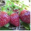 100 PCS Seeds Heirloom 'Purple Wonder' Big Strawberry 100 PCS Seeds Heirloom 'Purple Wonder' Big Strawberry