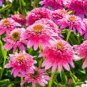 100 PCS Seeds Heirloom 'Razzmatazz' Echinacea