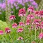 100 PCS Seeds Heirloom 'Razzmatazz' Echinacea