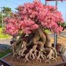 2 PCS Seeds Heirloom 'River of Quick Sand' Adenium Desert rose 2 PCS Seeds Heirloom 'River of Quick Sand' Adenium Desert rose
